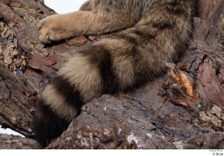 Wildcat Felis silvestris tail 0003.jpg